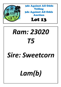 LOT 13 1X DORPER T5 RAM ATKA STOET/STUD