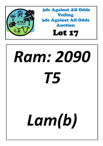 LOT 17 1X DORPER T5 RAM ATKA STOET/STUD