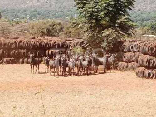 M: 3 V/F: 13+7 T: 16+7 X Blouwildebeeste TWS (Per stuk om lot te neem/Per Piece to take lot)