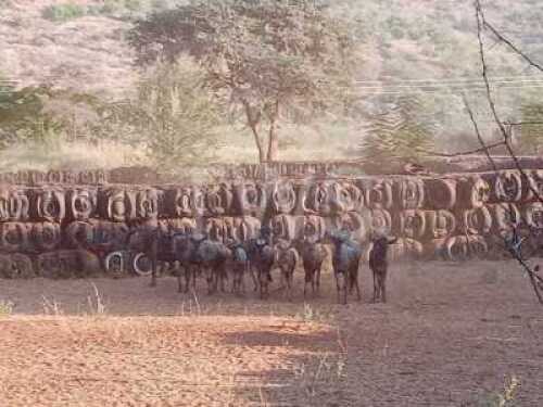 M: 1 V/F: 9+1 T: 10+1 X Blouwildebeeste TWS (Per stuk om lot te neem/Per Piece to take lot)