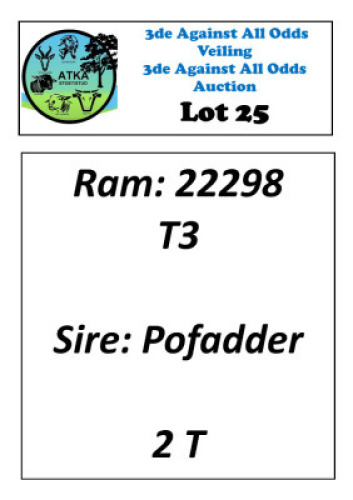 LOT 25 1X WHITE DORPER FLOCK RAM ATKA STOET/STUD