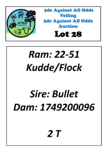 LOT 28 1X BOER GOAT FLOCK BUCK ATKA STOET/STUD