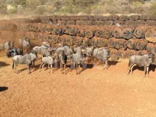 M: 5 V/F: 14+1 T: 19+1 X Blouwildebeeste TWS (Per stuk om lot te neem/Per Piece to take lot)