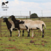 LOT 8 3X MEATMASTER DIDYMUS MEATMASTERS CHRISTOF GROBLER : 0837812076 - 2