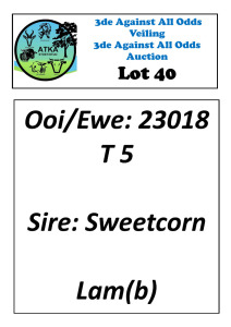 LOT 40 1X DORPER T5 EWE ATKA STOET/STUD