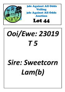 LOT 44 1X DORPER T5 EWE ATKA STOET/STUD