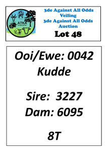 LOT 48 1X DORPER FLOCK EWE ATKA STOET/STUD