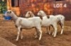 3X MEATMASTER EWE / MEATMASTER OOI HAKUNA MATATA MEATMASTERS
