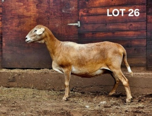 1X MEATMASTER EWE / MEATMASTER OOI HAKUNA MATATA MEATMASTERS