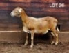 1X MEATMASTER EWE / MEATMASTER OOI HAKUNA MATATA MEATMASTERS - 2