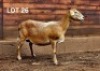 1X MEATMASTER EWE / MEATMASTER OOI HAKUNA MATATA MEATMASTERS - 3