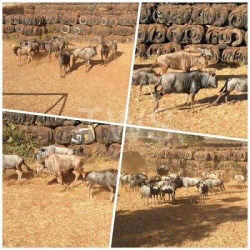 M: 1 V/F: 0 T: 1 X Goue Wildebees TWS (Per stuk om lot te neem/Per Piece to take lot)