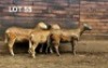 3X MEATMASTER EWE / MEATMASTER OOI HAKUNA MATATA MEATMASTERS