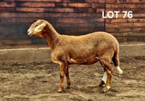 1X MEATMASTER EWE / MEATMASTER OOI HAKUNA MATATA MEATMASTERS