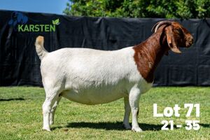 1X BOER GOAT STUD DOE Karsten Boerdery