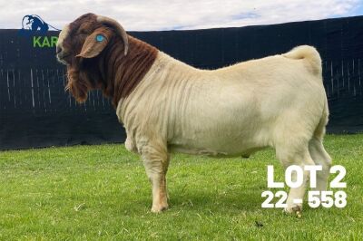 1X BOER GOAT STUD BUCK Karsten Boerdery