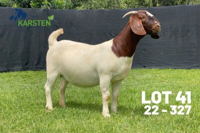 1X BOER GOAT STUD DOE Karsten Boerdery