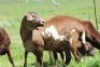 4X MEATMASTER EWE / MEATMASTER OOI LAPFONTEIN MEATMASTERS - 2