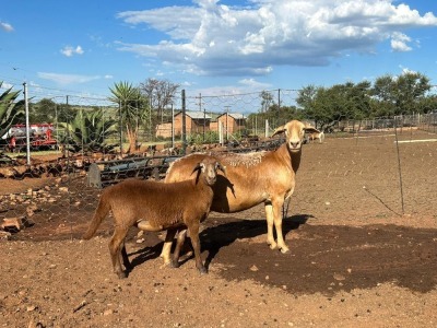 2+2X MEATMASTER EWE / MEATMASTER OOI LAPFONTEIN MEATMASTERS