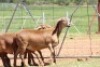 2X MEATMASTER EWE / MEATMASTER OOI LAPFONTEIN MEATMASTERS - 2