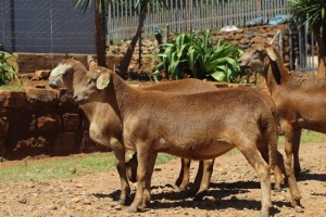 2X MEATMASTER EWE / MEATMASTER OOI LAPFONTEIN MEATMASTERS