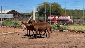 4X MEATMASTER EWE / MEATMASTER OOI LAPFONTEIN MEATMASTERS