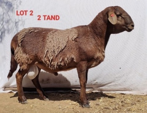 1X MEATMASTER RAM CONSENTVLEY MEATMASTERS