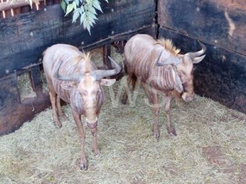 M: 2 T: 2 X Gouewildebees John Trollop (Per stuk om lot te neem/Per Piece to take lot)