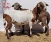 1X MEATMASTER RAM CONSENTVLEY MEATMASTERS