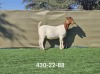 1X BOER GOAT STUD DOE Booysen Boerdery