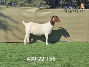 1X BOER GOAT STUD DOE Booysen Boerdery