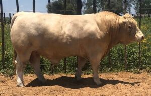 1X CHAROLAIS BULL MCS 210054 MARSHALL CHAROLAIS STUD