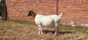 LOT 117 1 X BOERBOK OOI/EWE LAS VACUS BOERBOKKE STOET/STUD