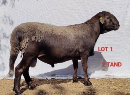 1X MEATMASTER RAM OSVLEY MEATMASTERS