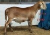 1X MEATMASTER RAM OSVLEY MEATMASTERS
