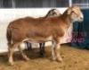 1X MEATMASTER RAM OSVLEY MEATMASTERS