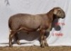 1X MEATMASTER RAM OSVLEY MEATMASTERS