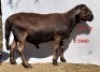 1X MEATMASTER RAM OSVLEY MEATMASTERS