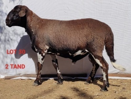 1X MEATMASTER RAM OSVLEY MEATMASTERS