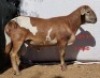 1X MEATMASTER RAM OSVLEY MEATMASTERS