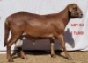 1X MEATMASTER RAM OSVLEY MEATMASTERS