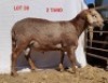 1X MEATMASTER RAM OSVLEY MEATMASTERS