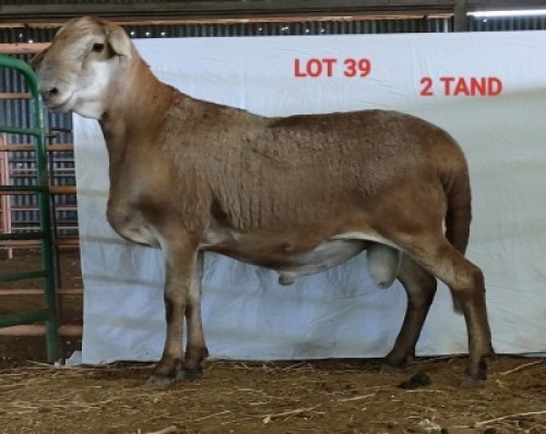 1X MEATMASTER RAM OSVLEY MEATMASTERS