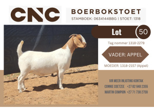 1X BOER GOAT FLOCK DOE CNC Boerbokstoet