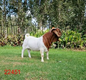 1X BOER GOAT FLOCK BUCK Du Raan Boerbokstoet