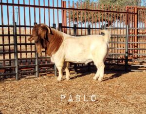 10X BOER GOAT SEMEN STRAWS (PABLO) Booysen Boerdery