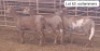 3X MEATMASTER OOI/EWE OMEGA MEATMASTERS