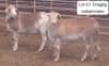 2X MEATMASTER OOI/EWE OMEGA MEATMASTERS