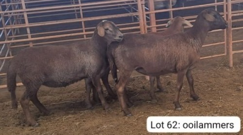 2X MEATMASTER OOI/EWE OMEGA MEATMASTERS