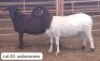 2X MEATMASTER OOI/EWE OMEGA MEATMASTERS
